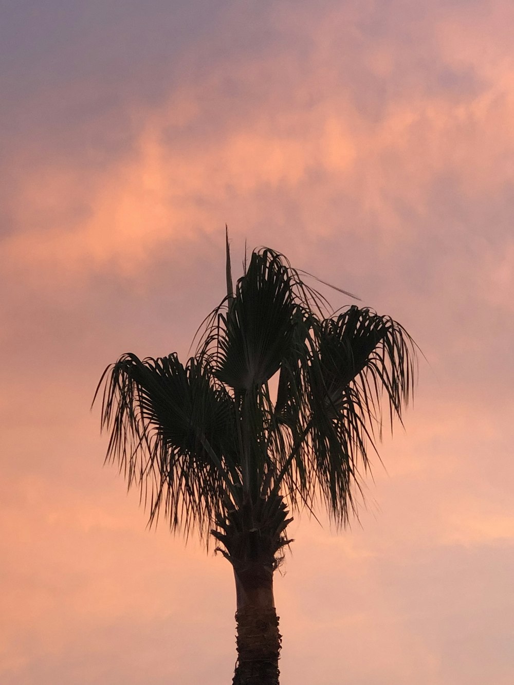 single coconut tree during golden hour