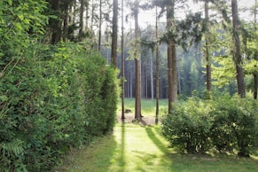 field of green trees