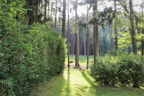 field of green trees