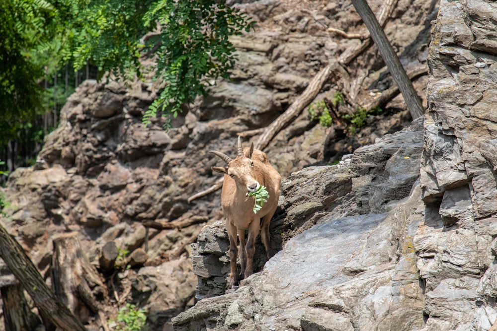 brown deer on rock