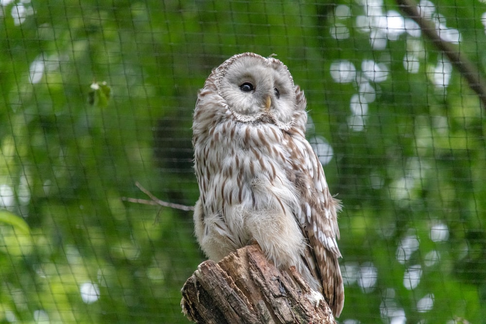 white barn owl