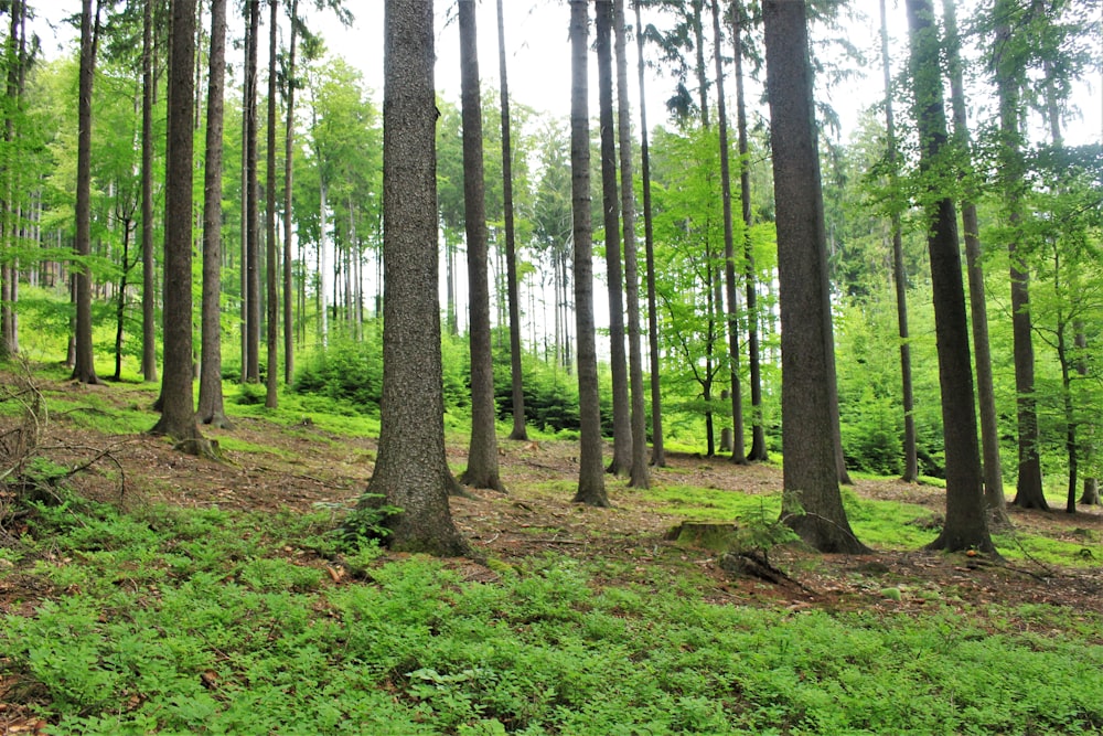 landscape photograph of tree