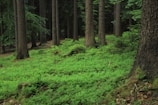 A lush green forest with tall trees and abundant undergrowth. The forest floor is covered with vibrant green plants and foliage, creating a serene and natural environment.