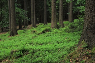 A lush green forest with tall trees and abundant undergrowth. The forest floor is covered with vibrant green plants and foliage, creating a serene and natural environment.