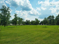 green trees on green grass field