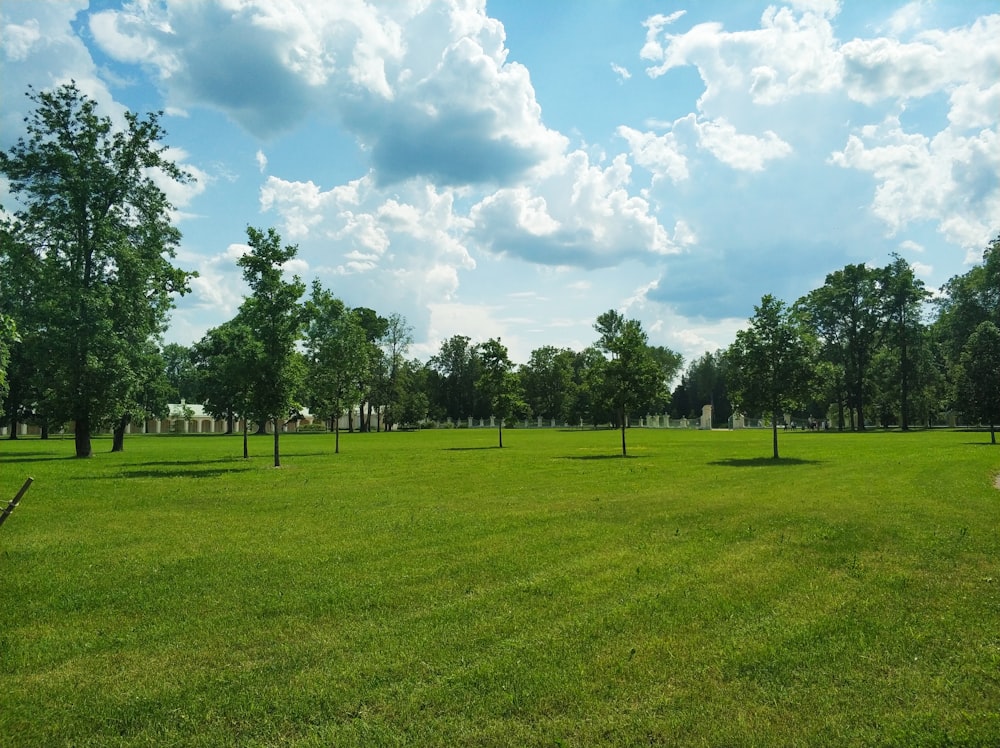 Arbres verts sur un champ d’herbe verte