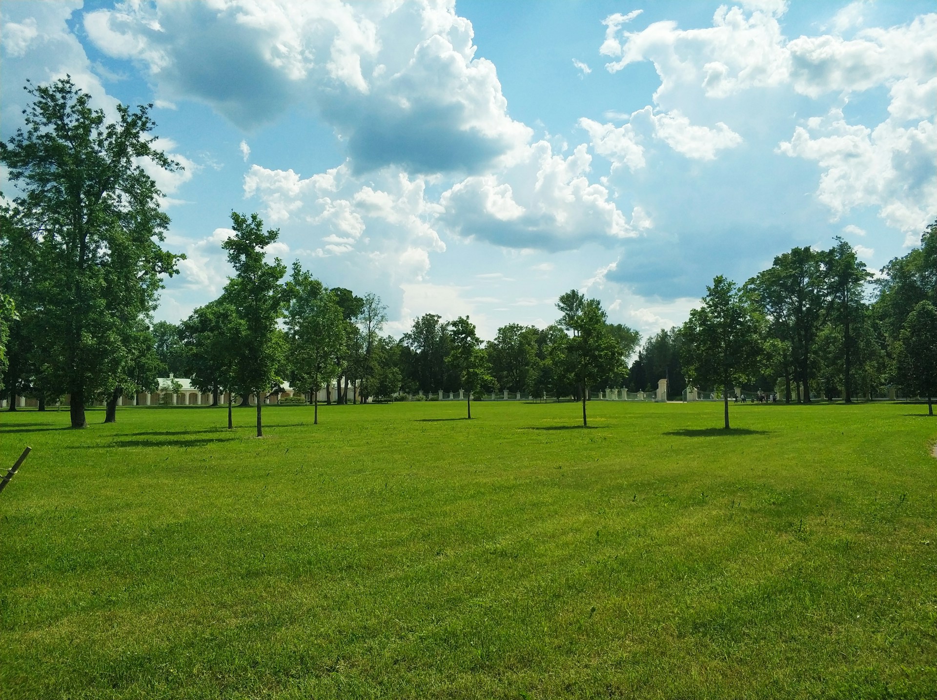 green trees on green grass field