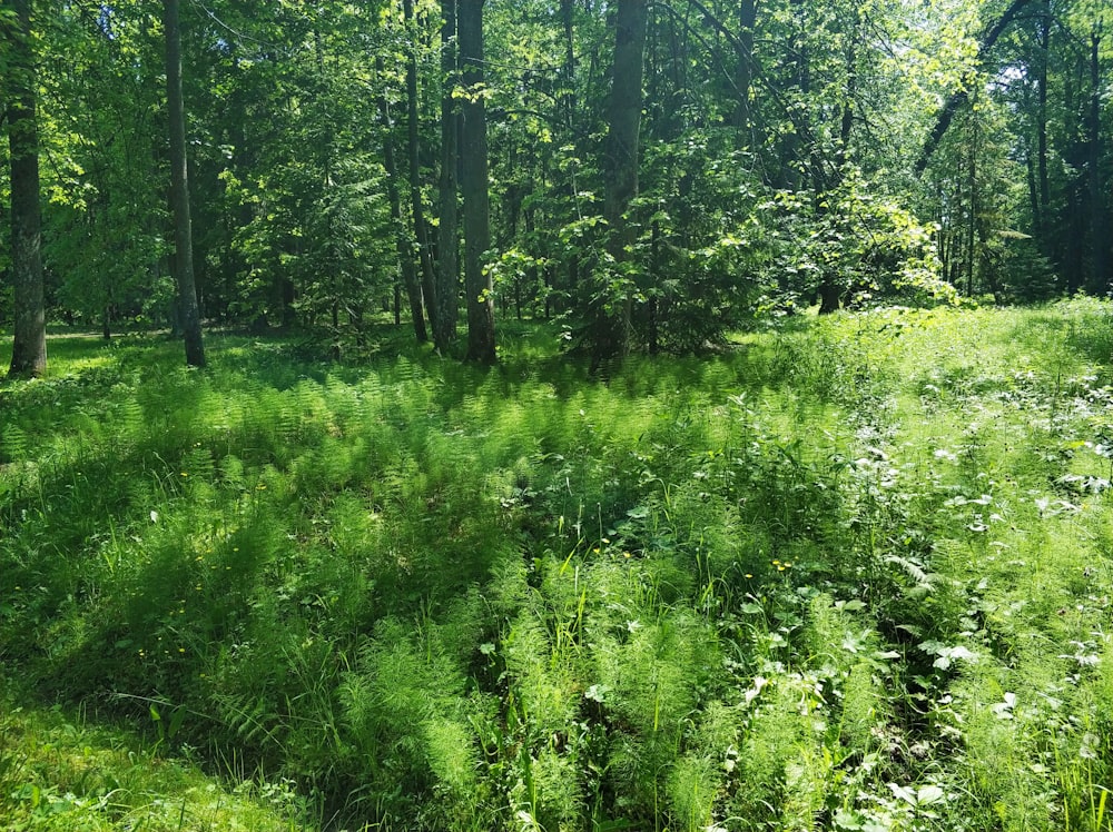 forest trees during daytime