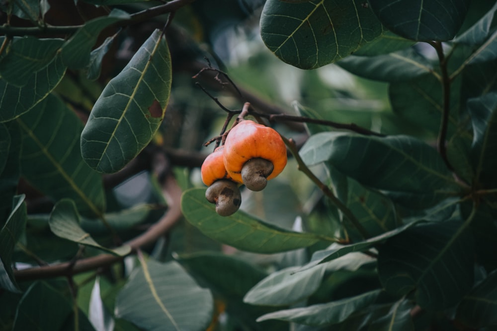 two cashews on tree