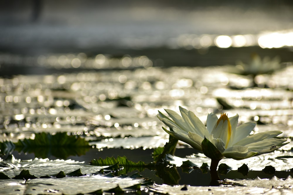 white lotus flower in bloom