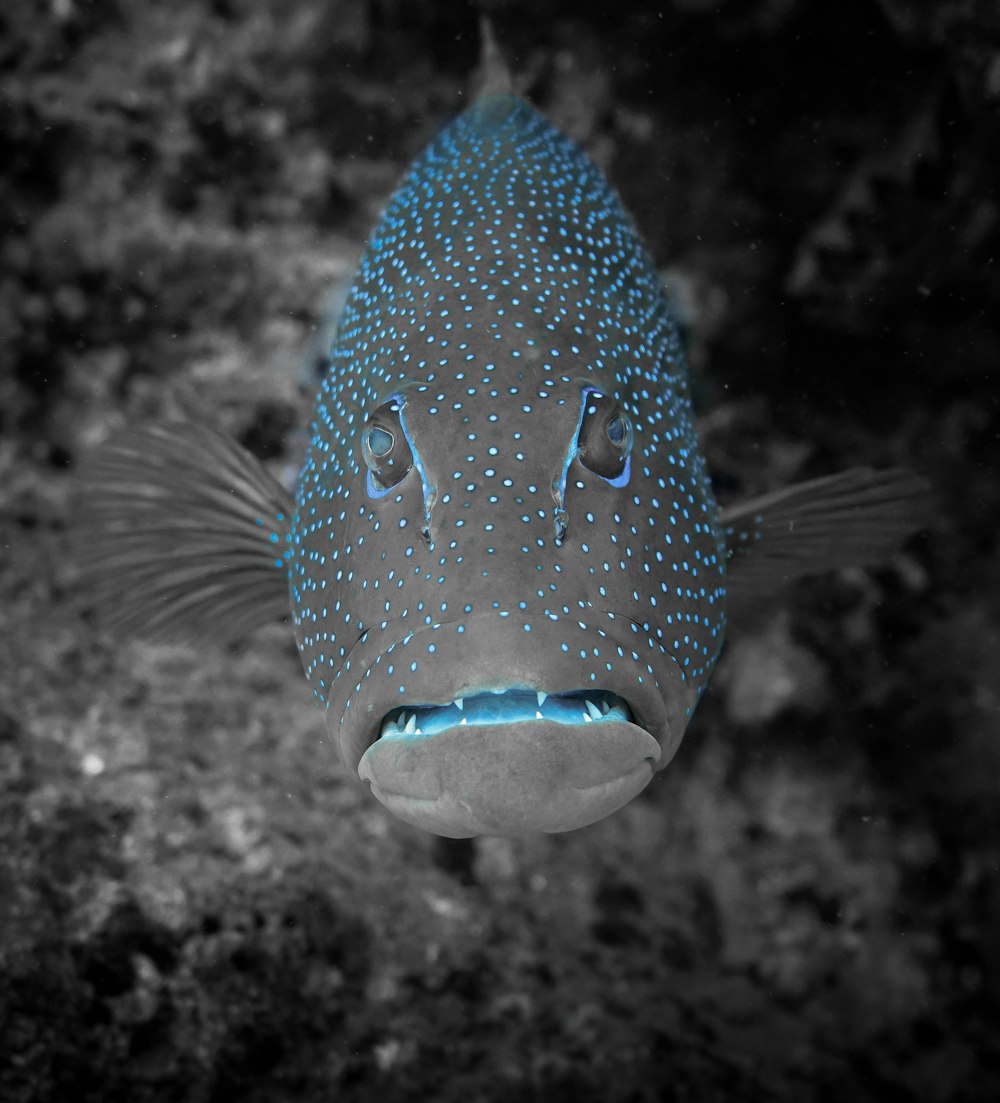 black and blue fish