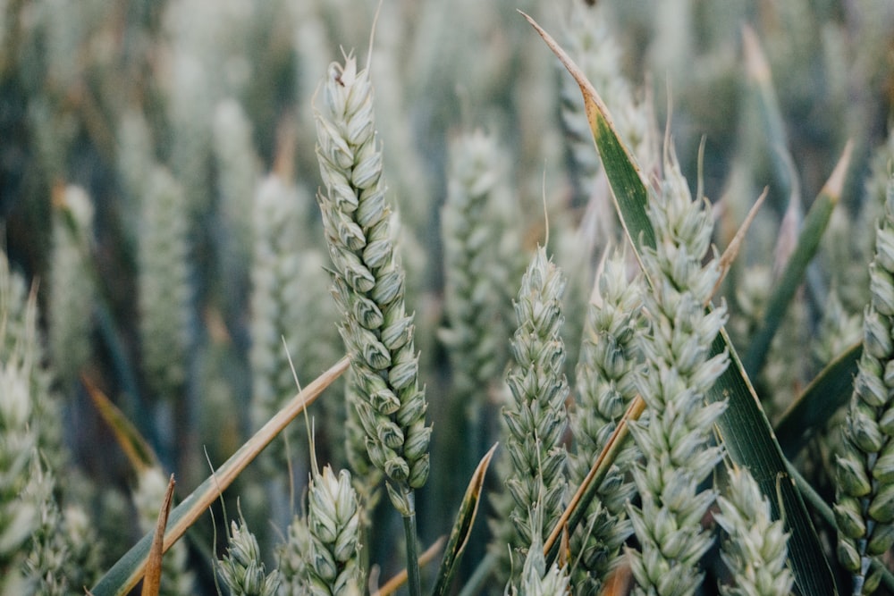 closeup photography of green wheat