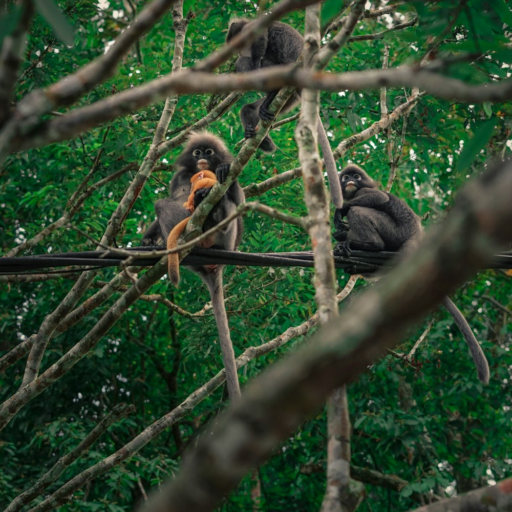 three primates on tree