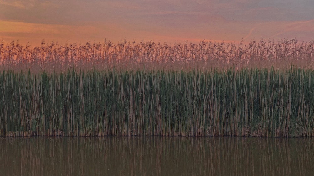 tall green grass by the lake