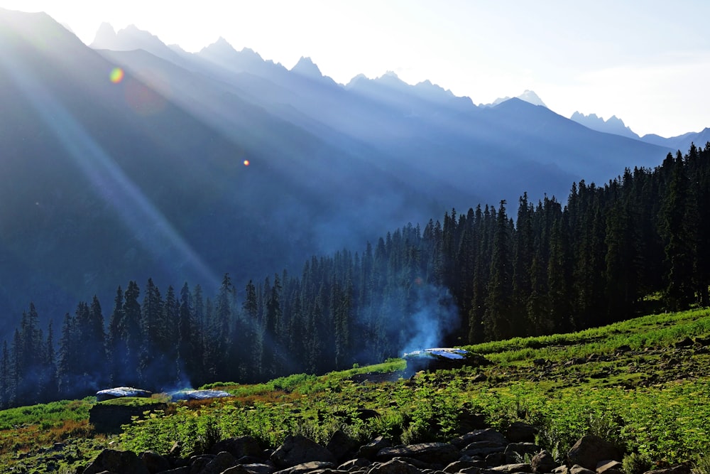 sunlight rays through tall trees and green grass field