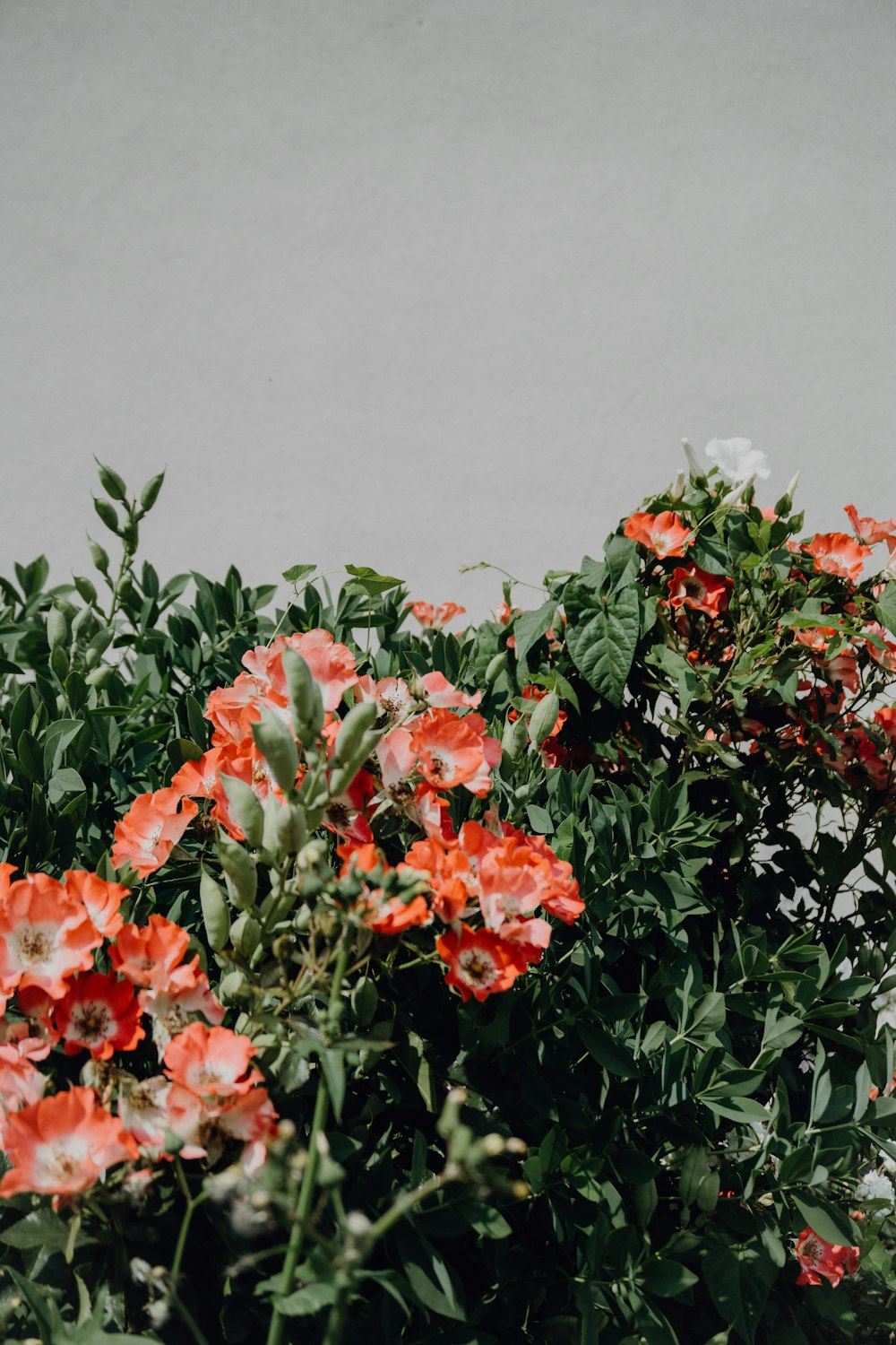 green-leafed orange-petaled flowering plant