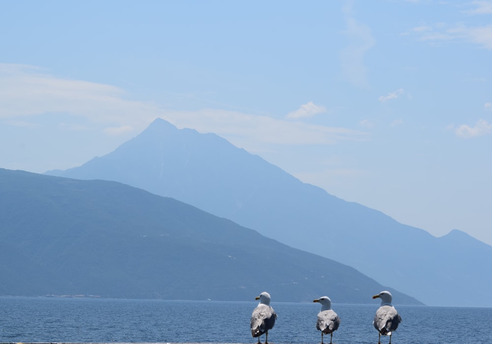 three white birds