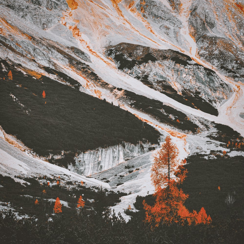 green trees beside mountain