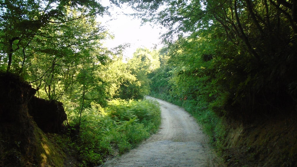 green trees beside road