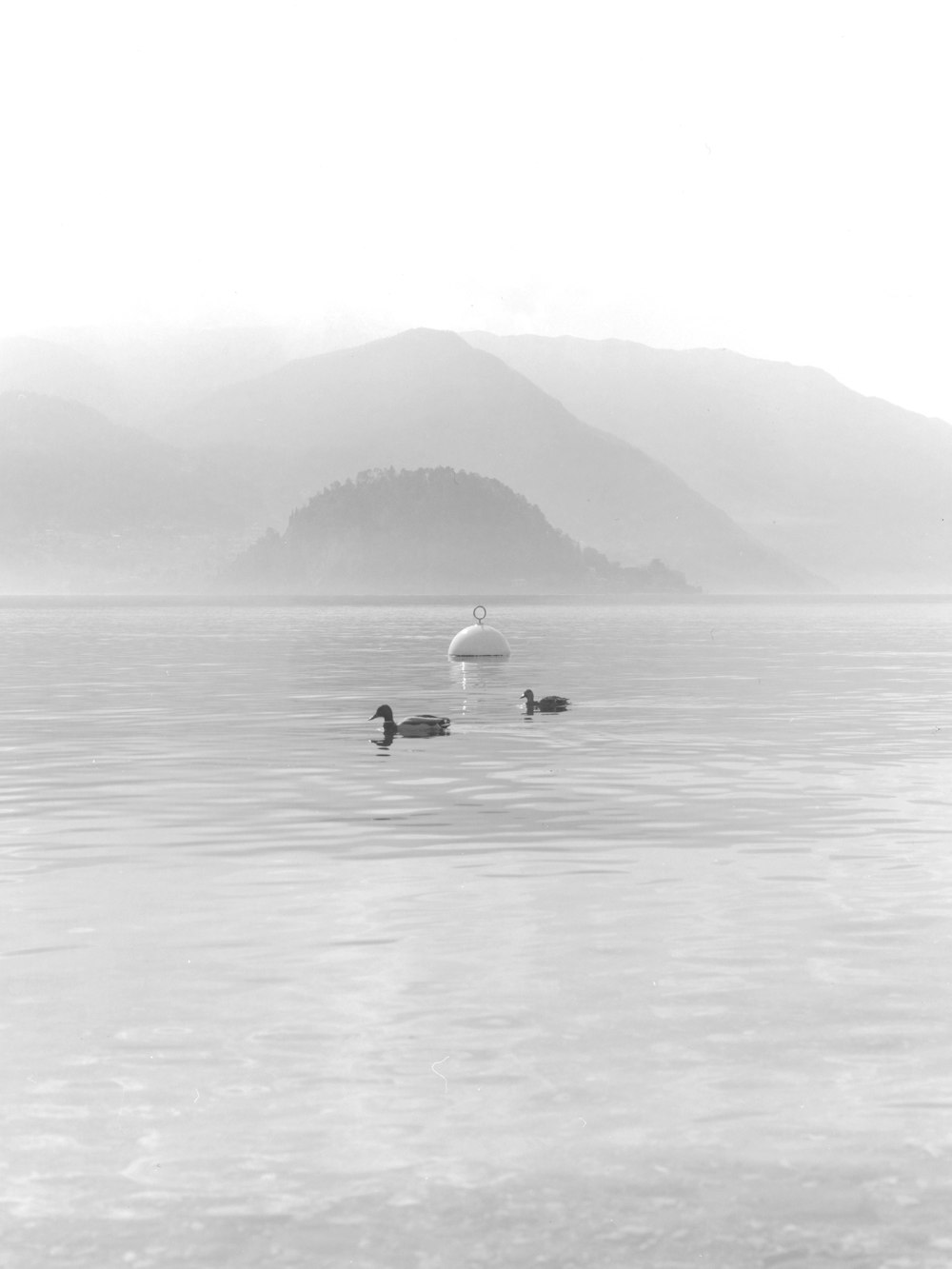 deux canards sur plan d’eau