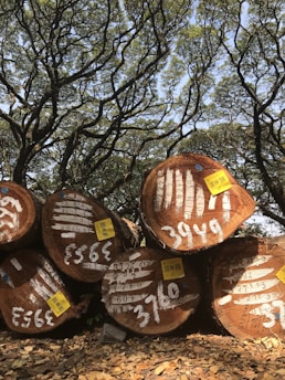 Several large cut tree trunks are stacked on top of each other, with numbers and markings painted on their ends. The scene is set outdoors, surrounded by a background of lush, green, leafy tree branches intersecting in a dense canopy. The ground is covered in a layer of dried leaves, adding texture to the earthy setting.