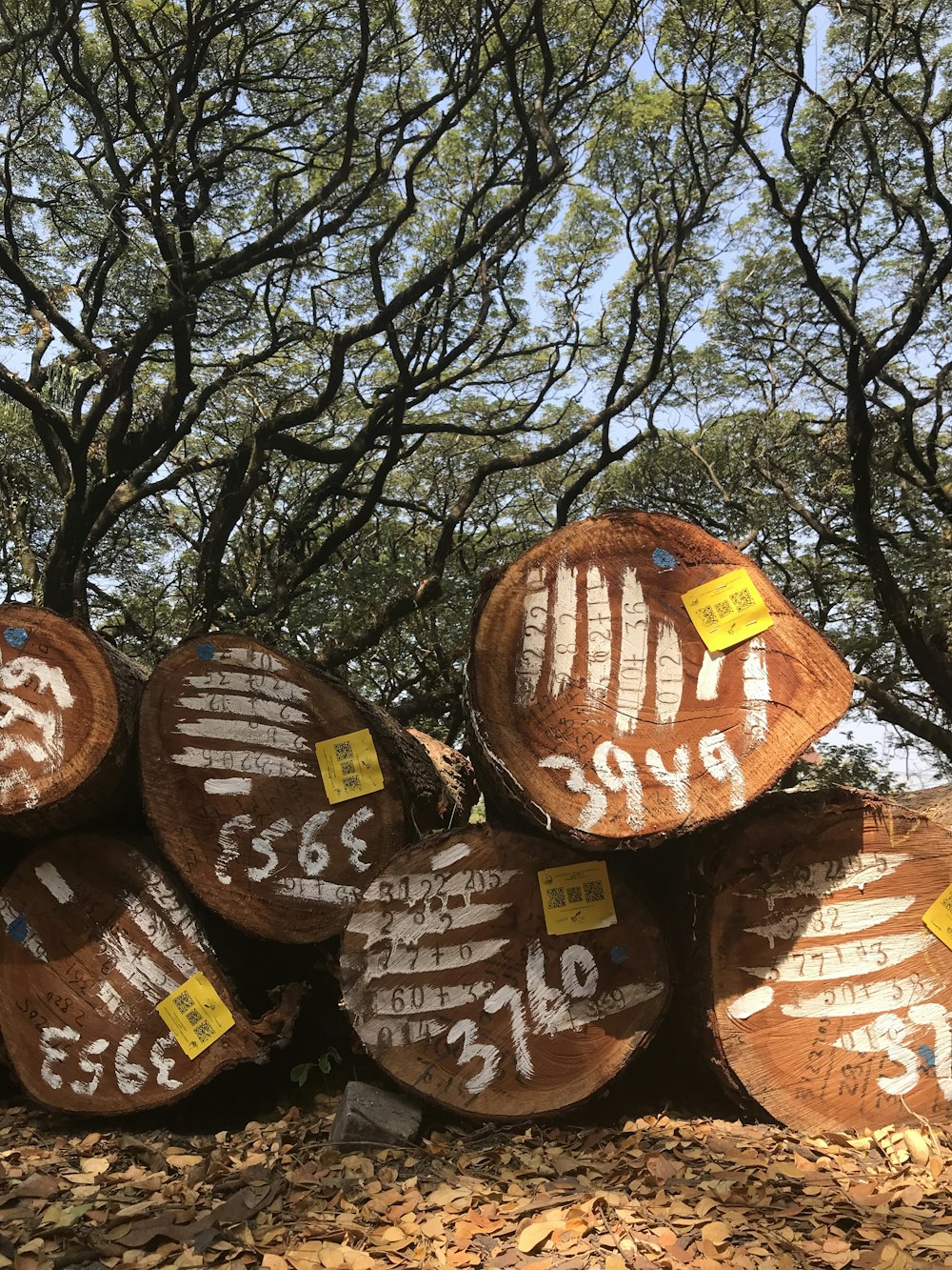 pile of brown logs