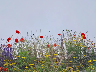 red poppy flowers