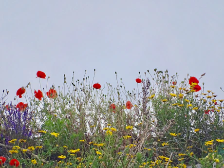 red poppy flowers