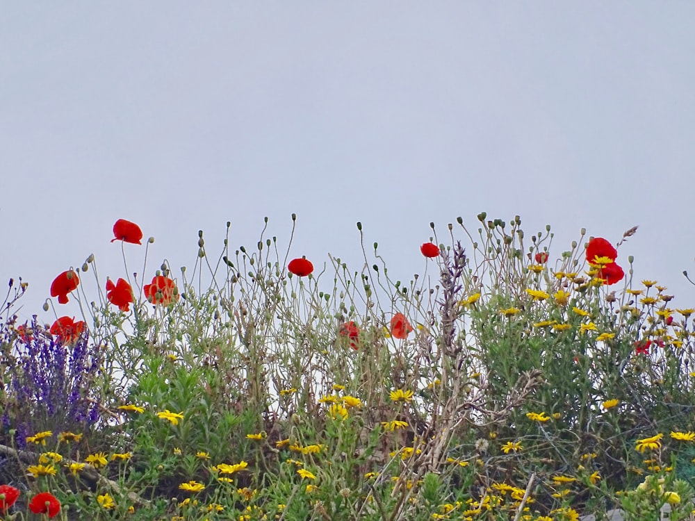 red poppy flowers