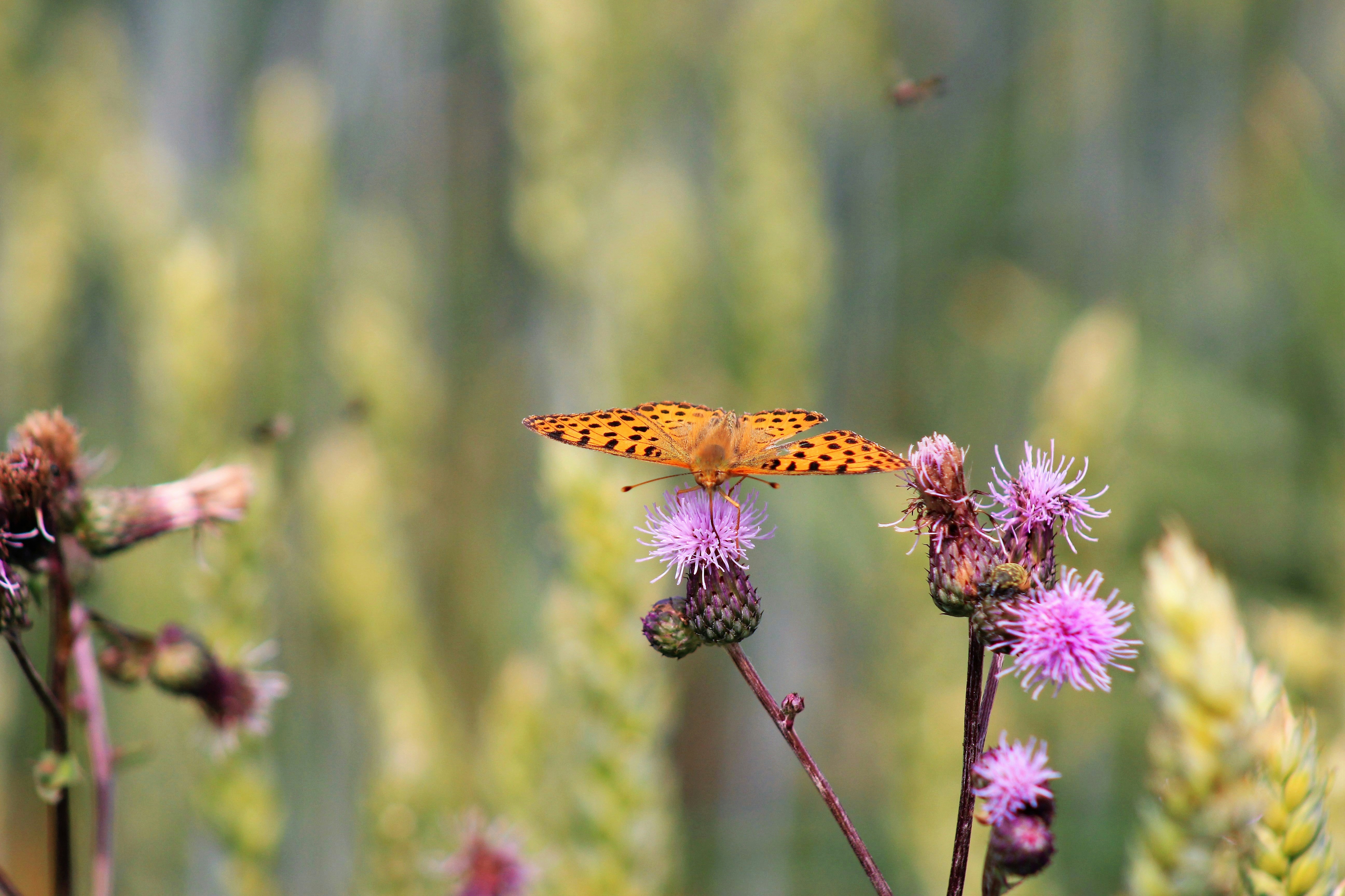 Photo by marjorylucabaxter