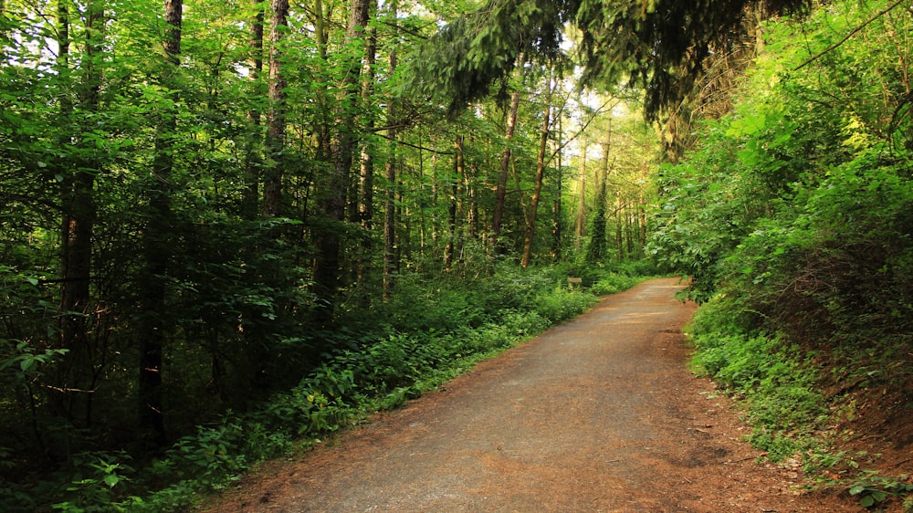 trees near road