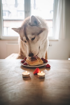 K-SCOOPS.com | Demystifying Pet Food Labels:Making Informed Pet Food Choices