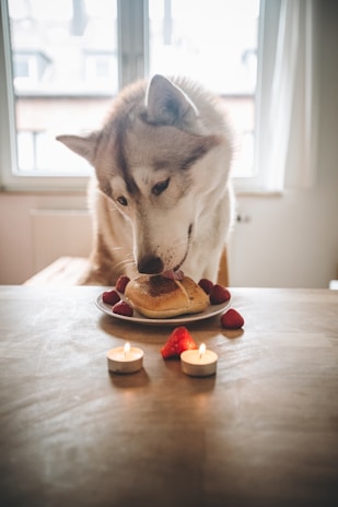 dogAdvisor | dog Advisor | dogadvisor.dog | dog Advisor