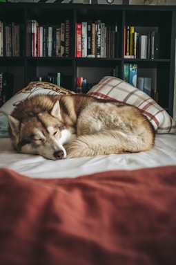 brown dog on bed