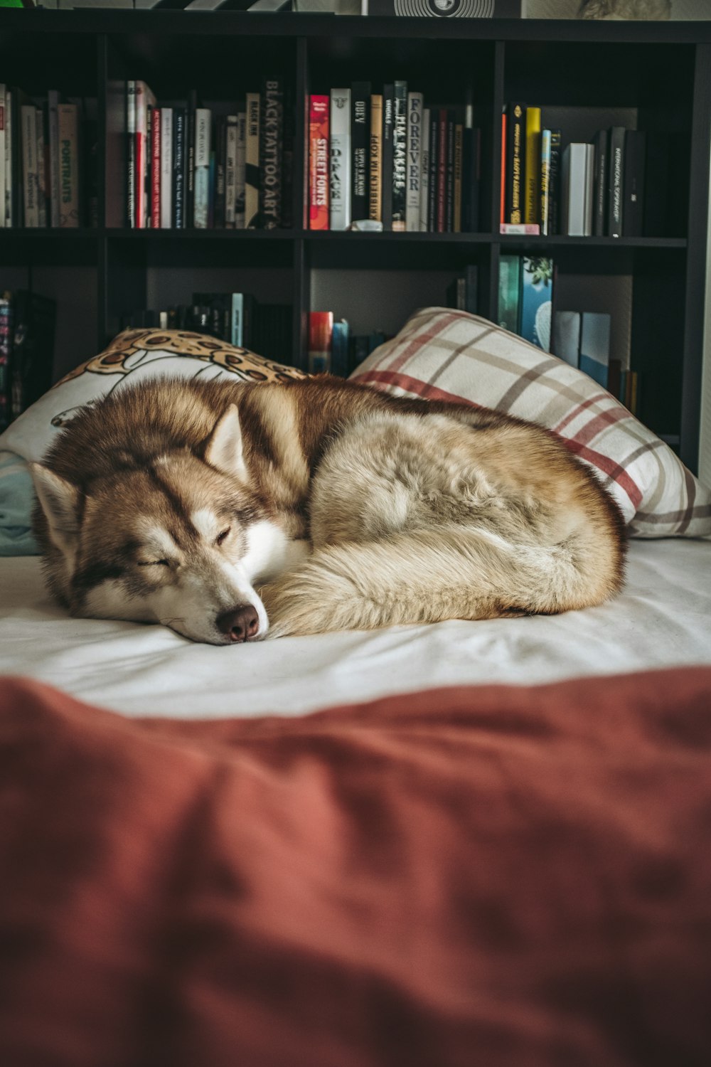 ベッドの上の茶色の犬