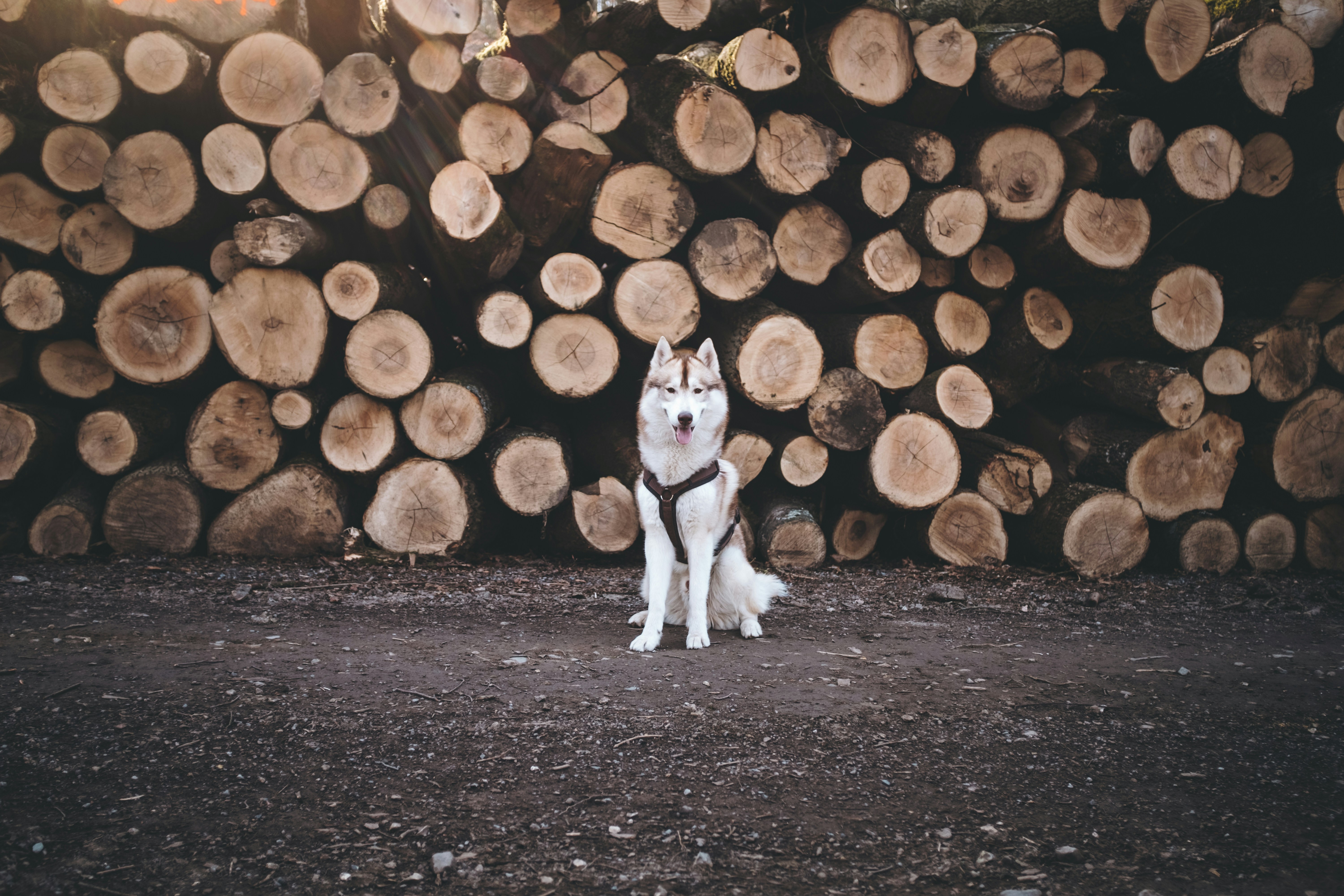 Perro blanco junto a troncos de madera foto – Imagen de Animal gratuita en  Unsplash, image size:3000x2000