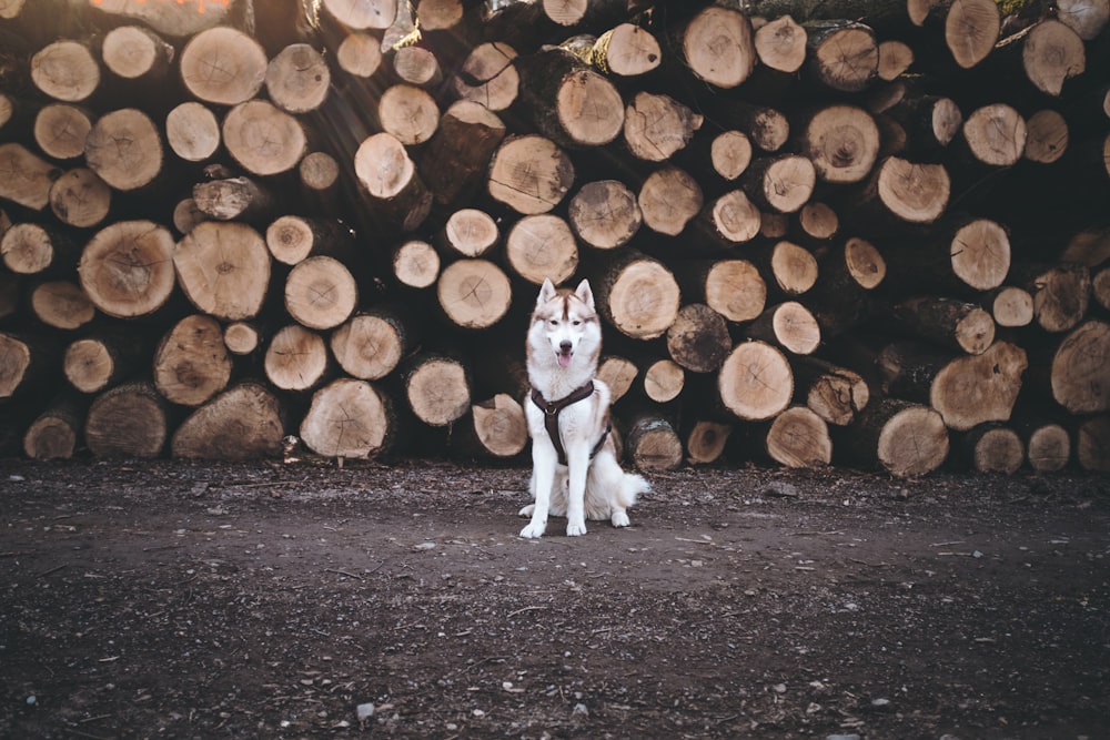 white dog beside wood logs