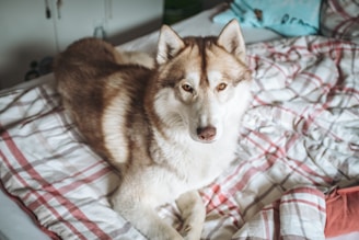 Cozy in-home boarding setup with a fluffy Siberian Husky resting comfortably on a soft bed.