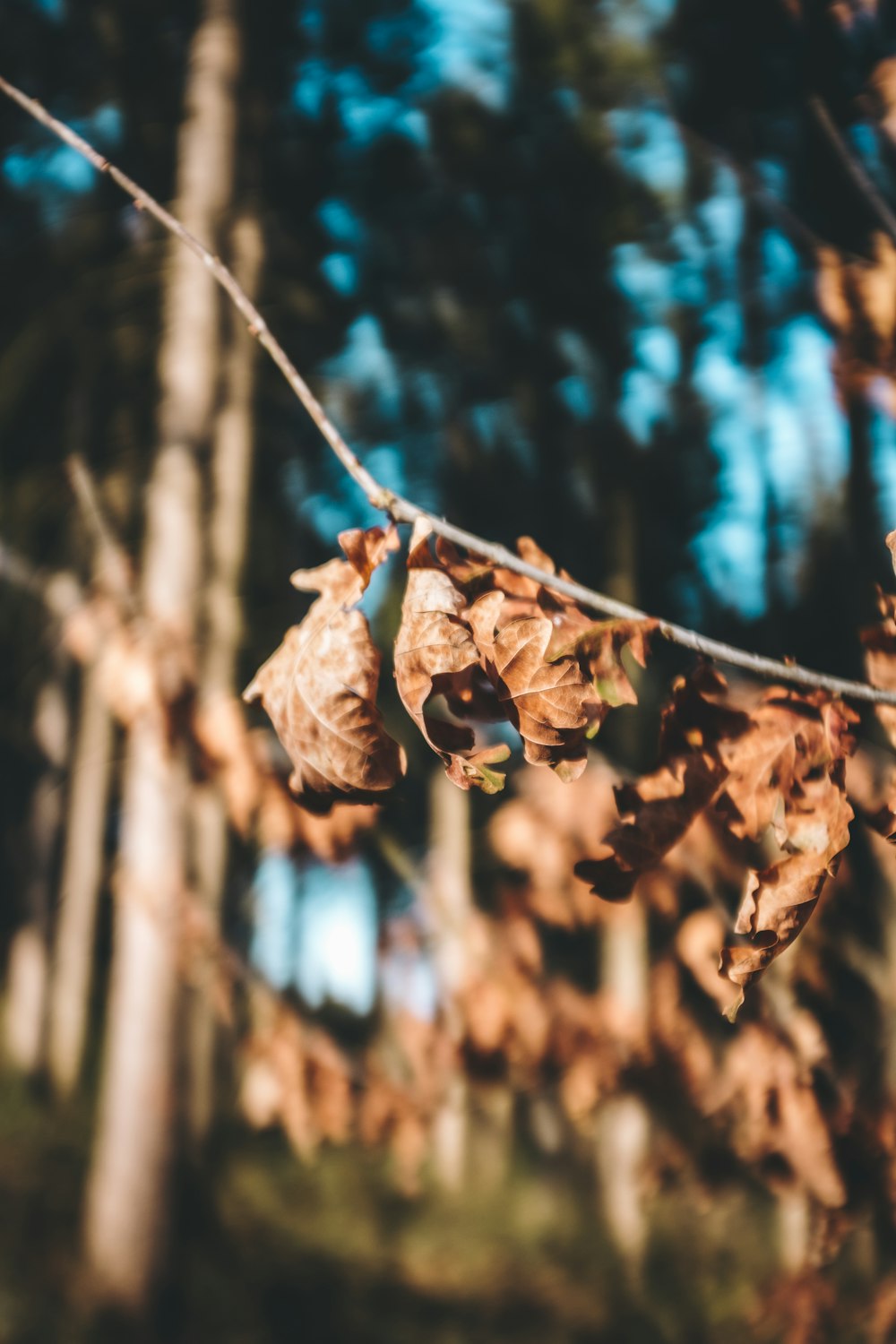 brown leaves