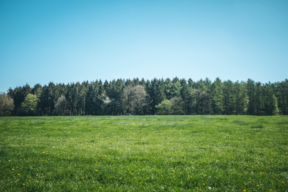 green grass and trees