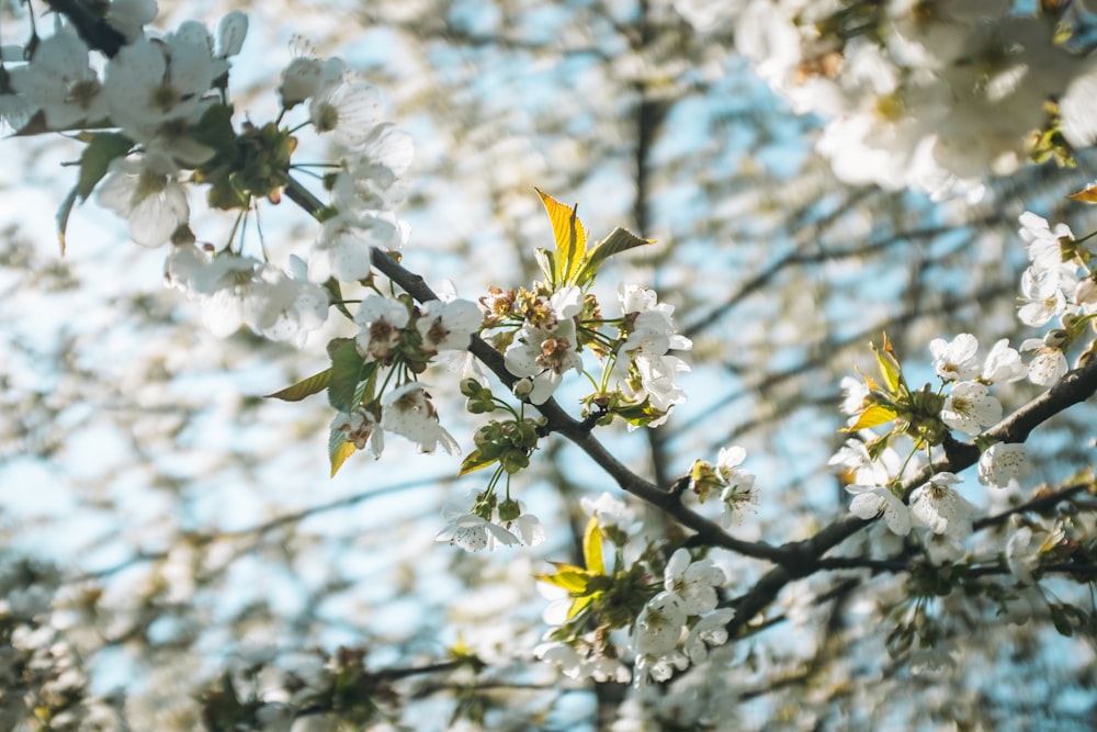 white petaled flower bloom during daytime close-up photography