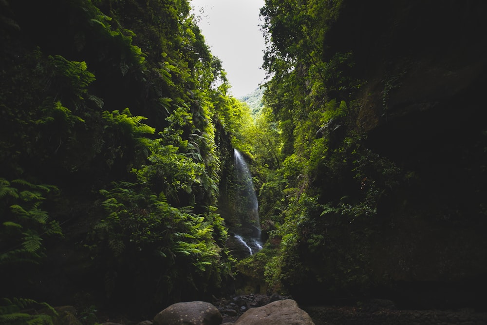 green plants near waterfalls