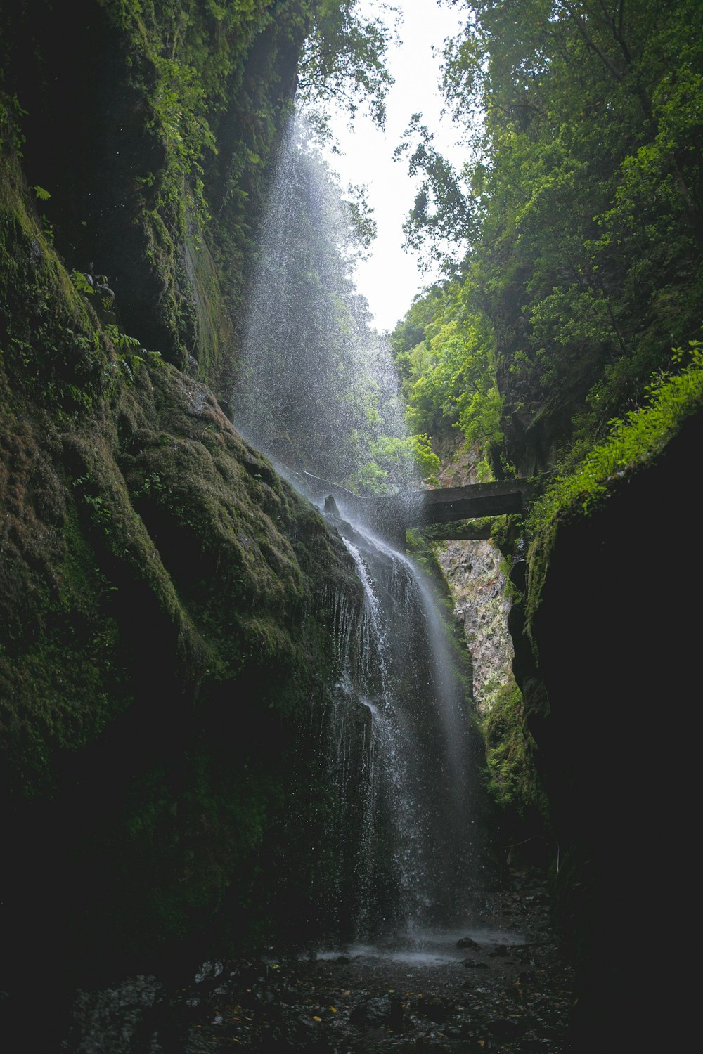 Grünpflanzen und Bäume in der Nähe von Wasserfällen