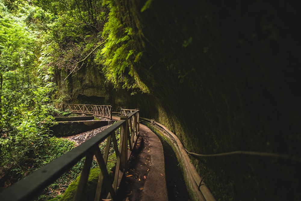 wooden bridge under green trees