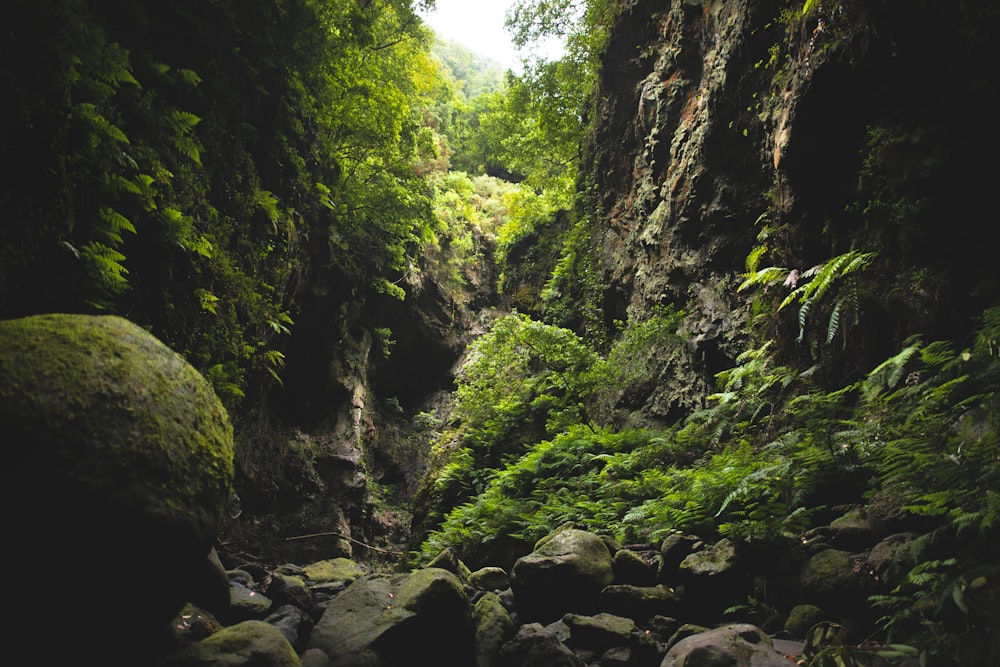 algae covered mountain walls and rocks