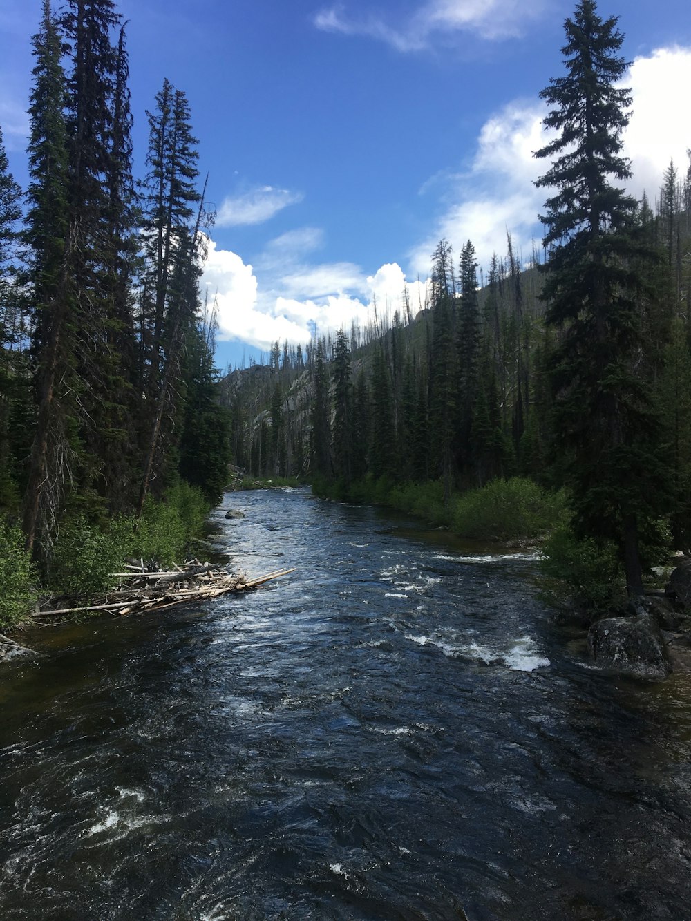 river surrounded by trees during daytime