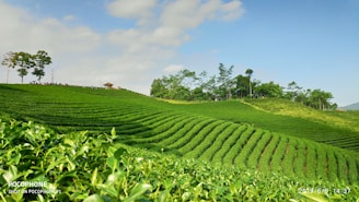 A peaceful tea plantation in Sri Lanka with a guide showing a small group of Japanese travelers the lush green leaves under a bright sky.