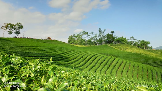 A peaceful tea plantation in Sri Lanka with a guide showing a small group of Japanese travelers the lush green leaves under a bright sky.