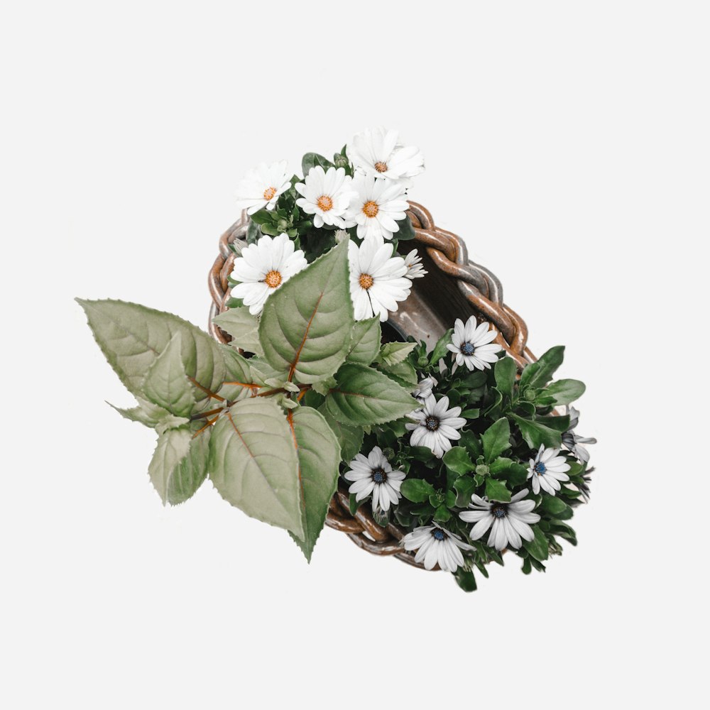 white petaled flower on wicker basket