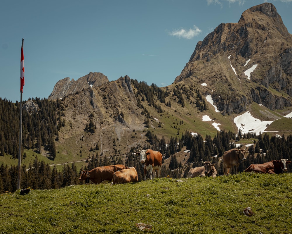 cattle on grass during daytime